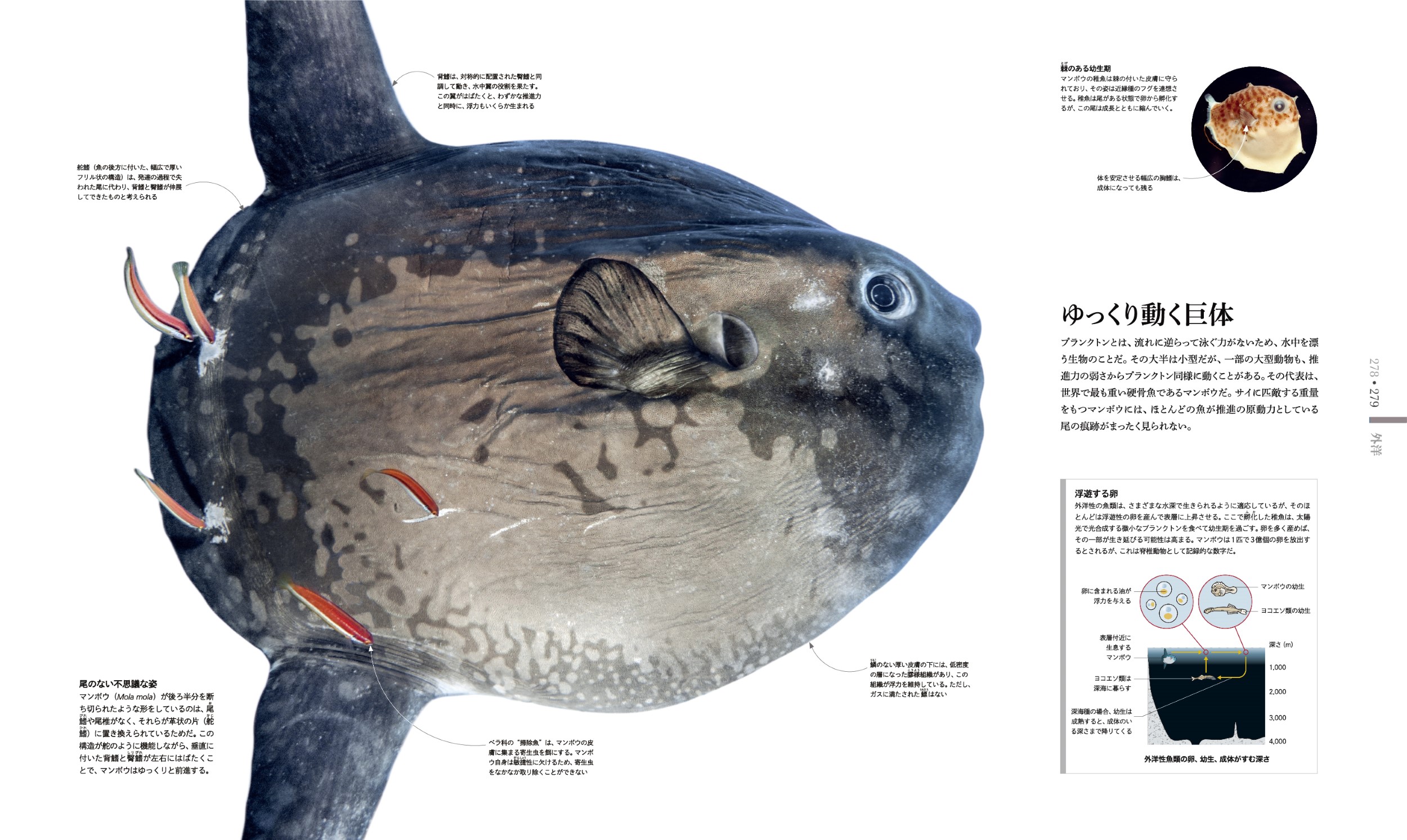 東京書籍】 一般書籍 第14回『OCEAN LIFE 図鑑 海の生物』