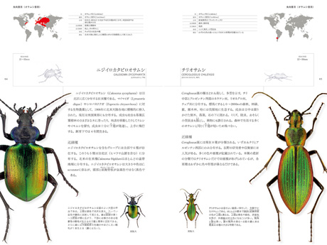 東京書籍】 一般書籍 自然科学 世界甲虫大図鑑