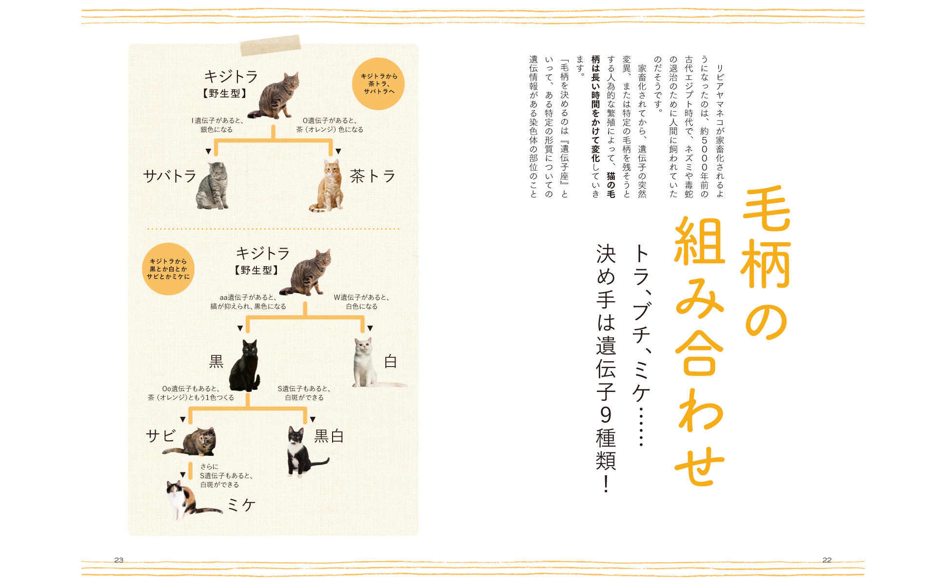東京書籍】 一般書籍 趣味・実用 トラねこのトリセツ
