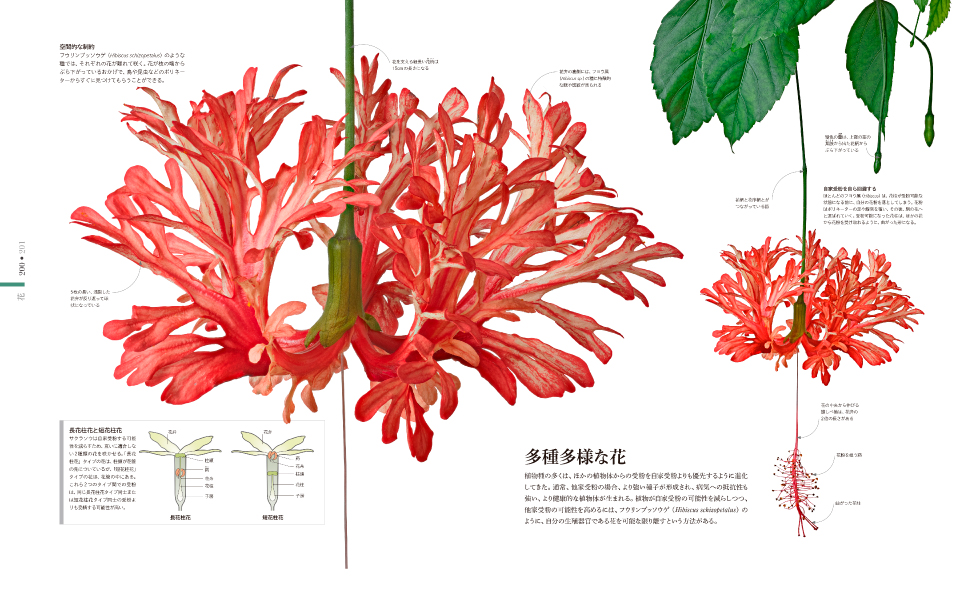 東京書籍】 一般書籍 自然科学 FLORA 図鑑 植物の世界