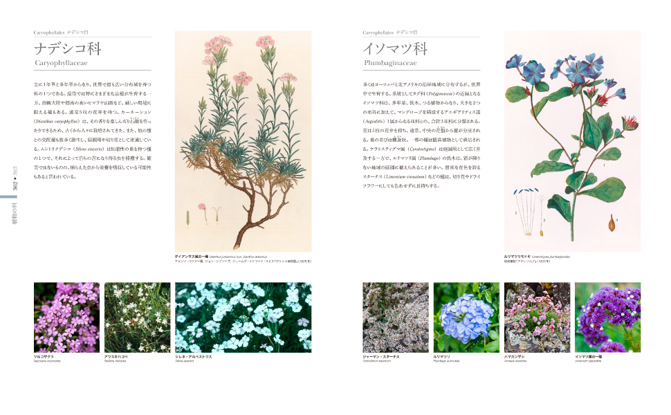 FLORA 図鑑 植物の世界