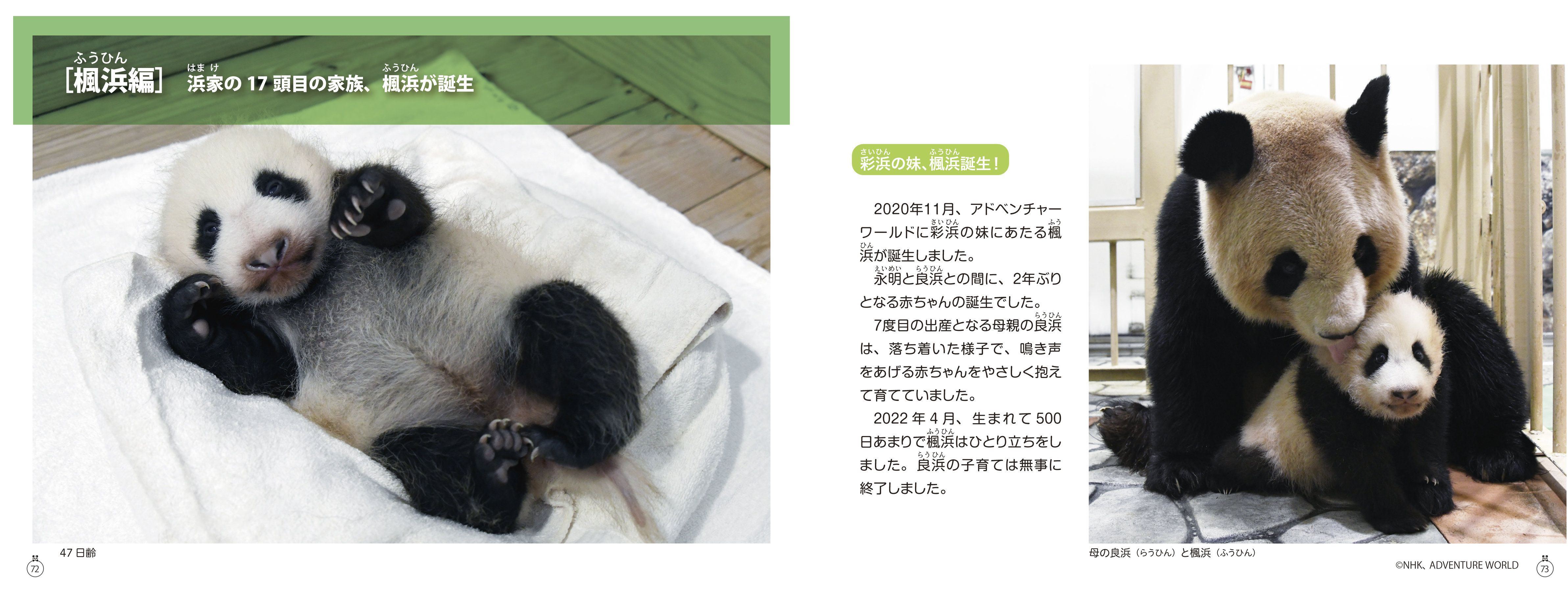 東京書籍】 一般書籍 趣味・実用 パンダ「浜家」のファミリーヒストリー
