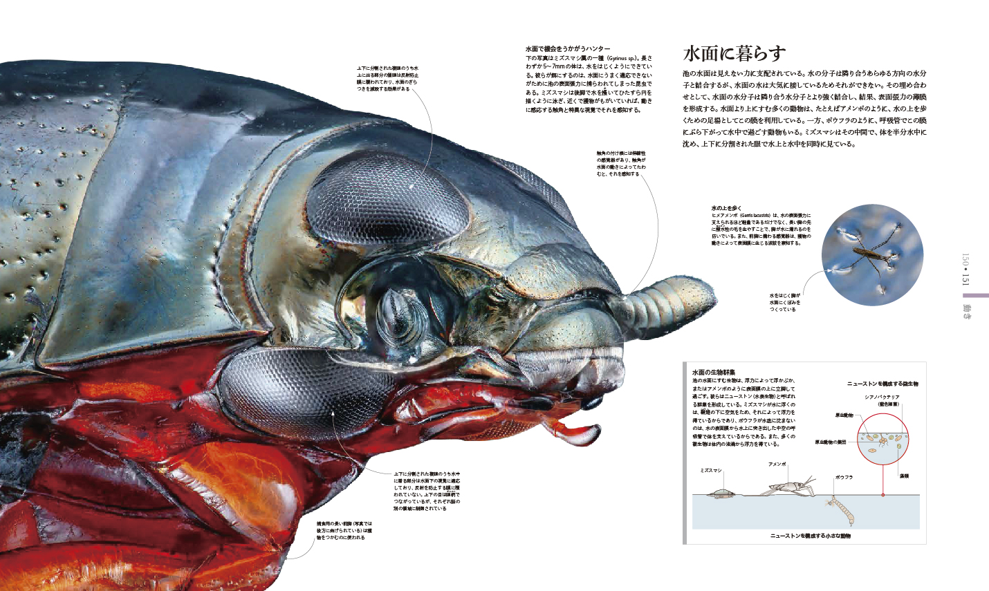 【まとめ売り】東京書籍 海の生物 美しきミクロの世界 スミソニアン協会/監修 MICRO LIFE 図鑑 美しきミクロの世界 | スミソニアン協会, 遠藤