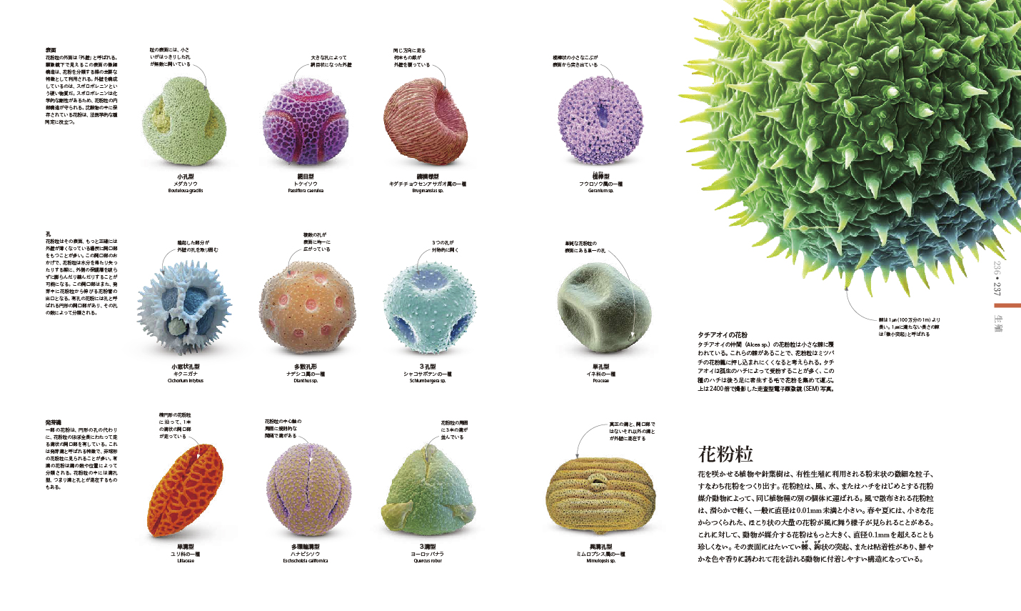 東京書籍】 一般書籍 自然科学 MICRO LIFE 図鑑 美しきミクロの世界