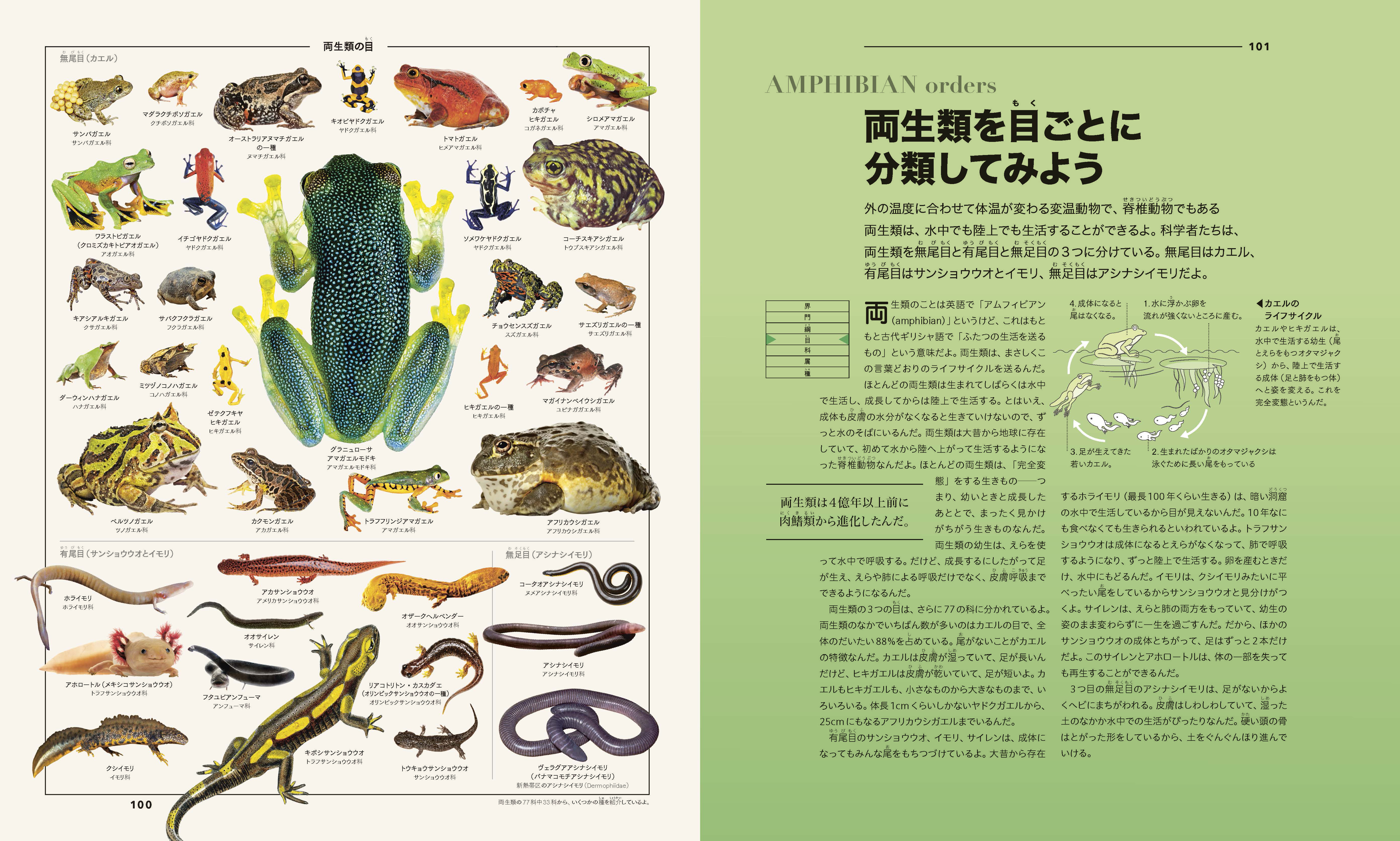 東京書籍】 一般書籍 児童図書 ビジュアルで あつめて ならべて 整理
