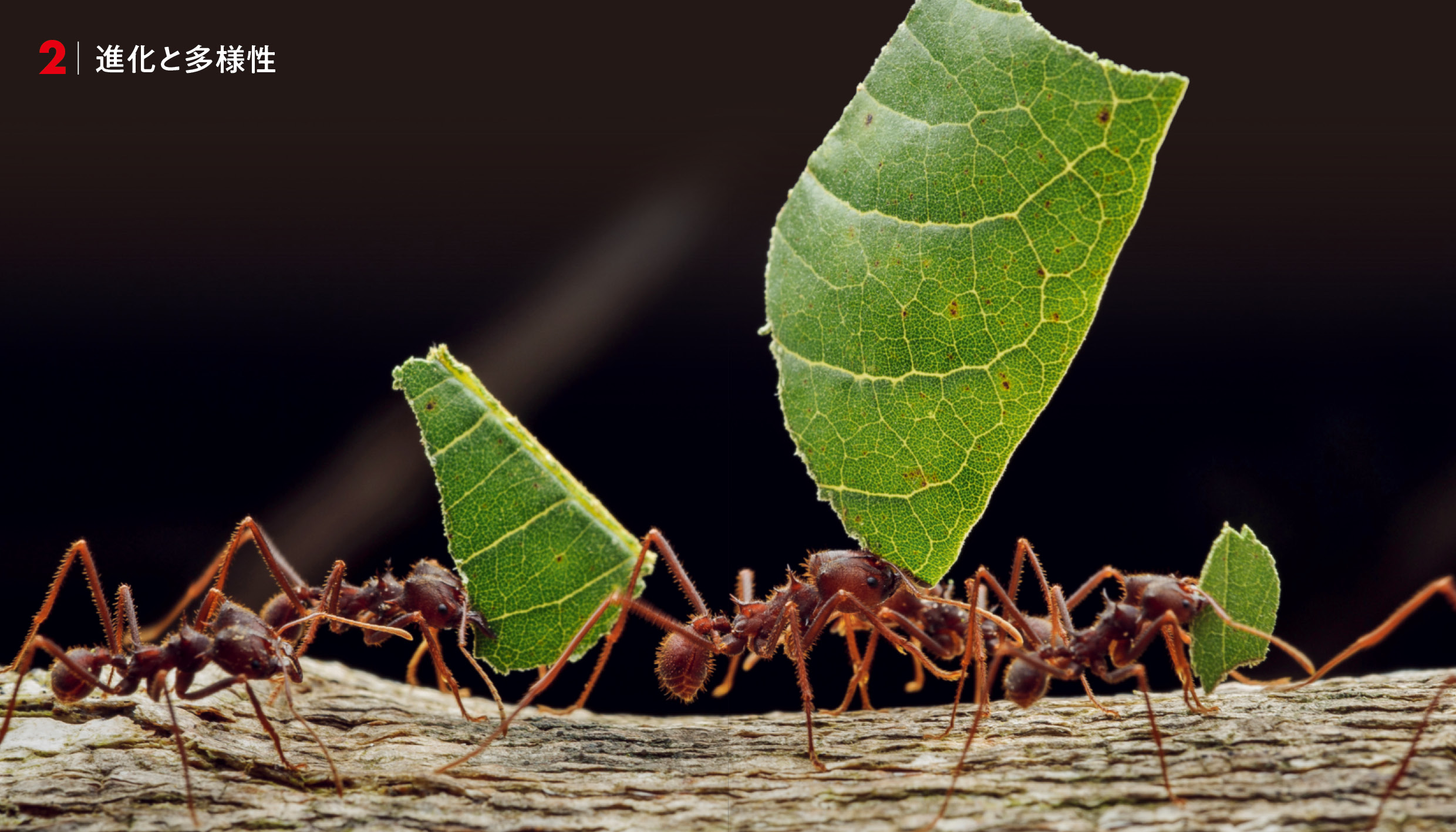 東京書籍】 一般書籍 自然科学 ANTS アリの世界 ビジュアルガイド
