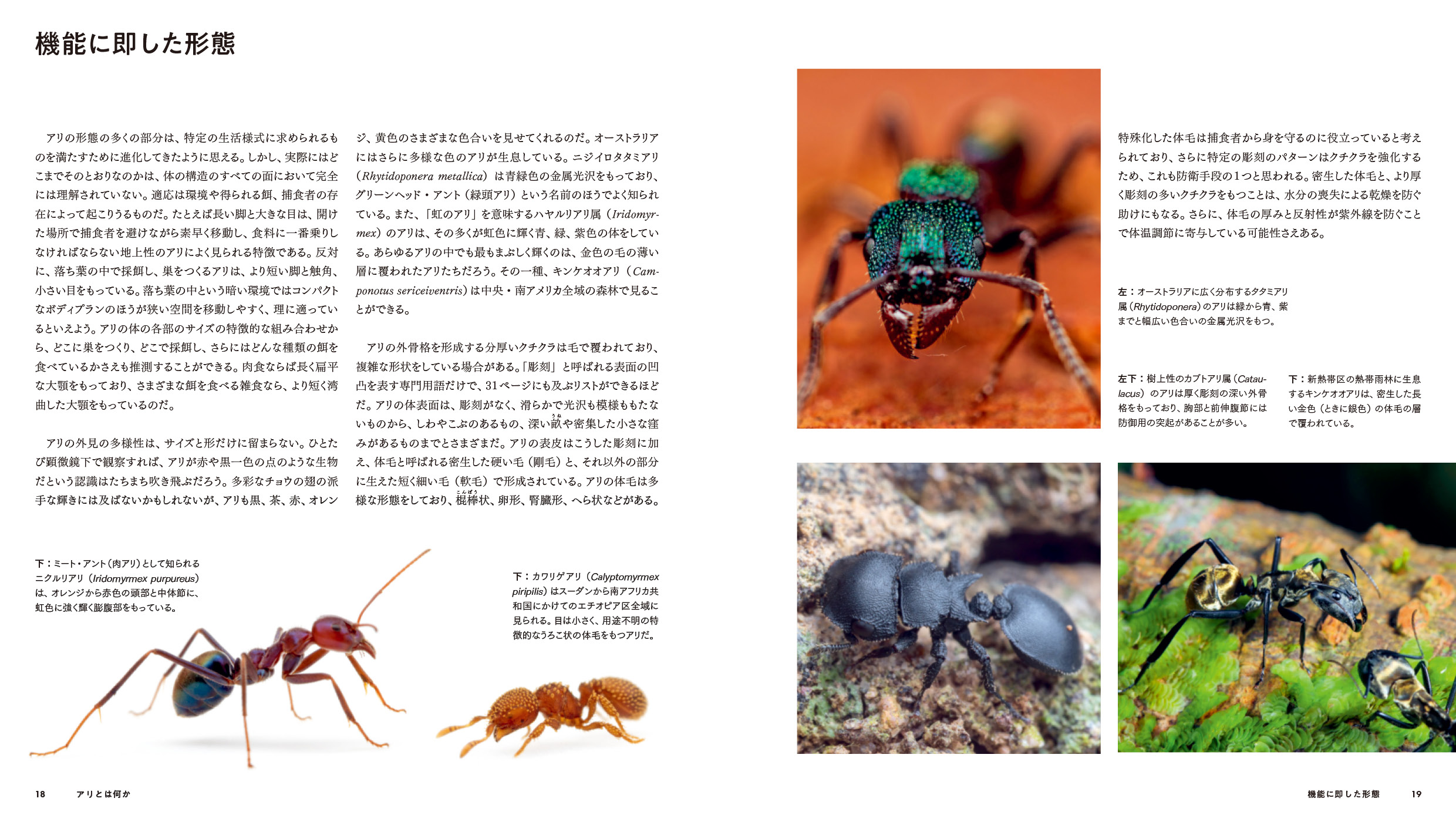東京書籍】 一般書籍 自然科学 ANTS アリの世界 ビジュアルガイド