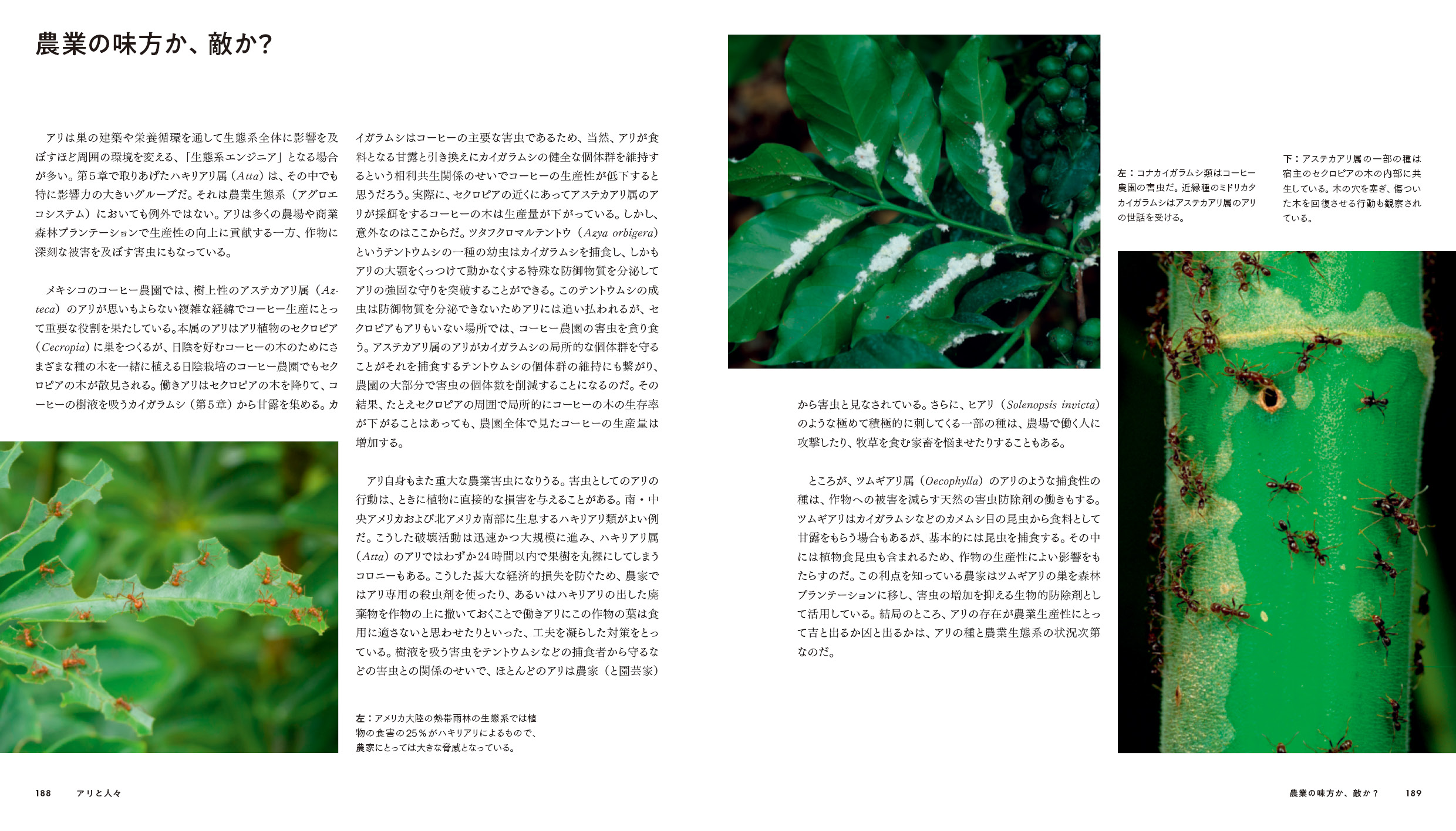 東京書籍】 一般書籍 自然科学 ANTS アリの世界 ビジュアルガイド