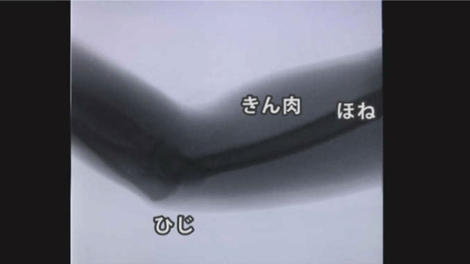 腕を曲げのばししたときの筋肉と骨の様子