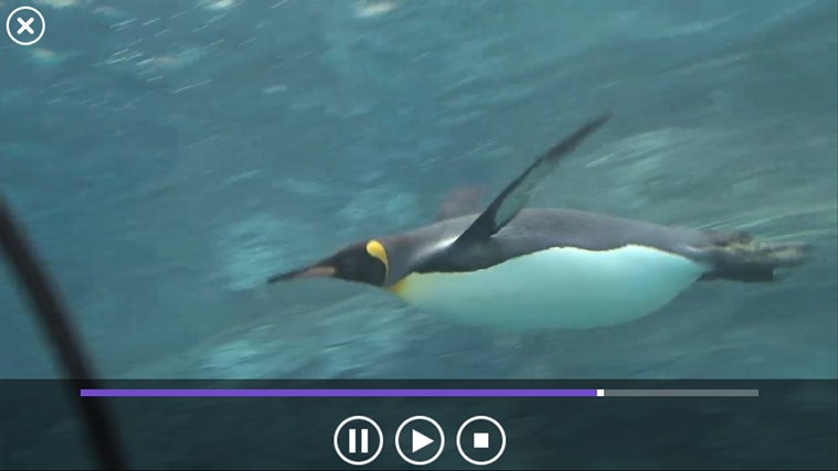 動物の特徴的な行動を捉えた素晴らしい映像を収録しています。